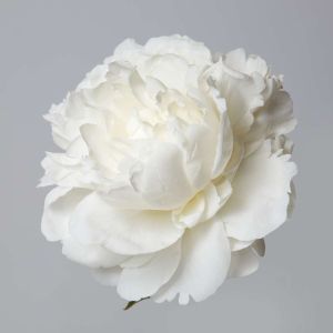 Rosa ‘Little White Pet’ – Rose ‘Little White Pet’ – get a quote