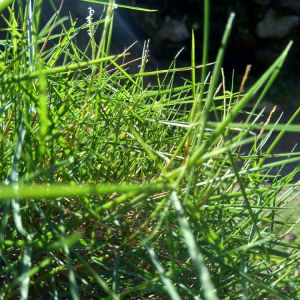 Agrostis spp. – Bentgrass get a quote