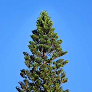 Araucaria cunninghamii – Hoop Pine – Moreton Bay Pine – get a quote