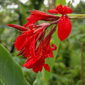 Canna indica – Canna edulis – Indian Shot – get a quote