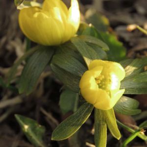 Eranthis e. hyemalis – bulb get a quote