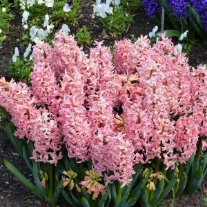 Hyacinthus ‘Gipsy Queen’ – Hyacinth – bulbs get a quote