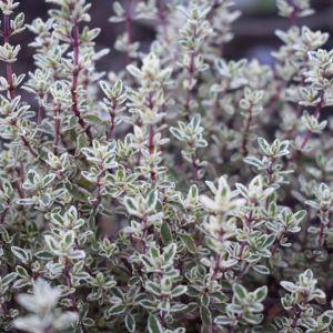 Thymus ‘Silver Posie’ – Silver posie – French thyme – get a quote