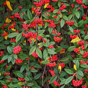 Cotoneaster simonsii get a quote