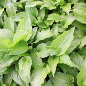 Hosta ‘longipes’  – Plantain Lily ‘longipes’ get a quote