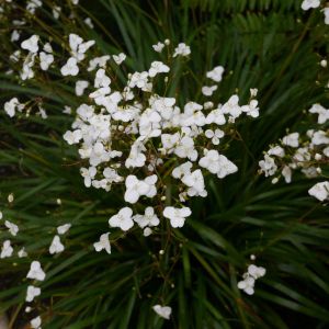 Libertia grandiflora – New Zealand Iris – get a quote