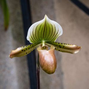 Paphiopedilum – Slipper Orchid – Lady’s Slipper – orchid get a quote