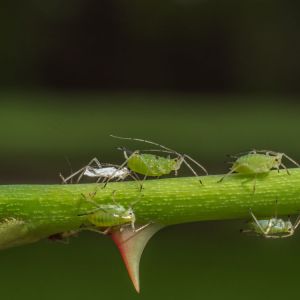 Rose Aphids get a quote