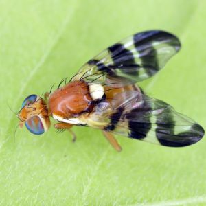 Walnut Husk Fly – Rhagoletis complete get a quote