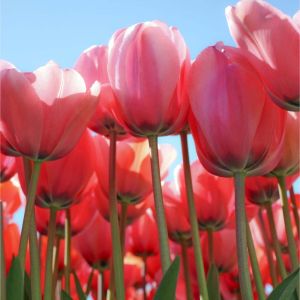Tulipa ‘Gardens Rhapsody’ – Tulip ‘Gardens Rhapsody’ get a quote
