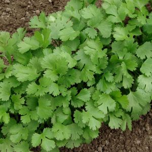 Coriander – herb get a quote