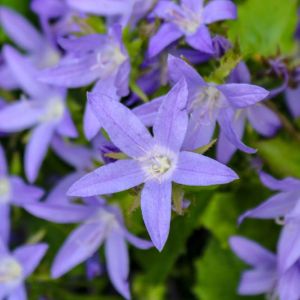 Campanula poscharsyana ‘Blue Waterfall’ – Serbian bellflower – get a quote