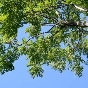 Ailanthus giraldii ‘ Siris get a quote