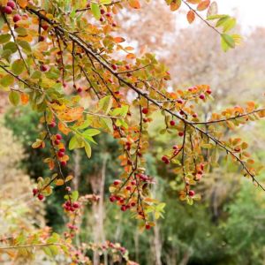 Cotoneaster affinis – get a quote