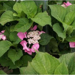 Hydrangea macrophylla ‘Fasen’ – Bigleaf Hydrangea – Garden Hydrangea – Florist’s Hydrangea get a quote