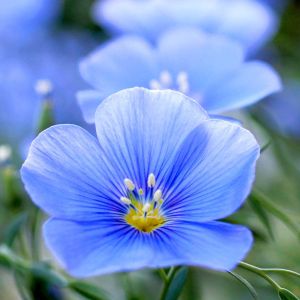 Linum perenne – Linum sibiricum – Perennial Flax – Flax – get a quote