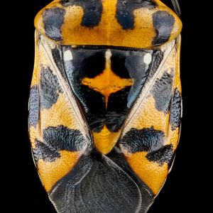 Harlequin Bug – Murgantia histionica get a quote