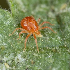 Predatory Mites get a quote