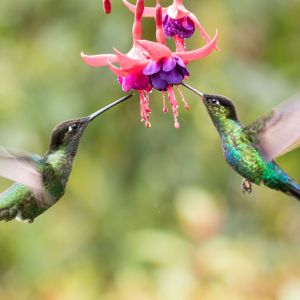 Buy Plants that Attracts Hummingbirds Plants