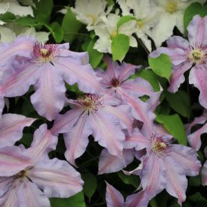 Clematis ‘The First Lady’ – Atragene – Old Man’s Beard – Traveler’s Joy – Virgin’s bower – get a quote