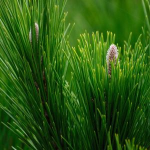 Pinus patula – Mexican Yellow Pine – Mexican Weeping Pine – Spreading Leafed Pine – Pine – get a quote