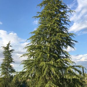 Larix occidentalis – Western Larch – Larch – get a quote