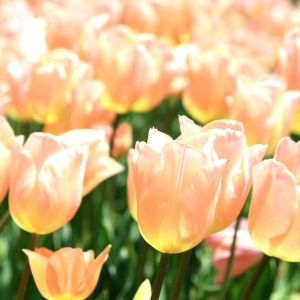Tulipa ‘Apricot Beauty’  – Tulip ‘Apricot Beauty’ – Bulbs get a quote