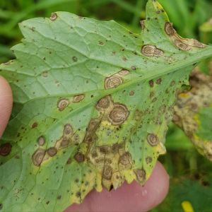 Early Blight – Alternaria Blight get a quote