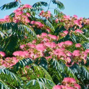 Albizia julibrissin ‘ Pink Siris ‘ Mimosa ‘ Silk Tree ‘ Persian Silk Tree – Paraserianthes get a quote