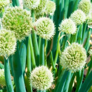 Allium fistulosum – Welsh Onion – Japanese Bunching Onions – Onion get a quote