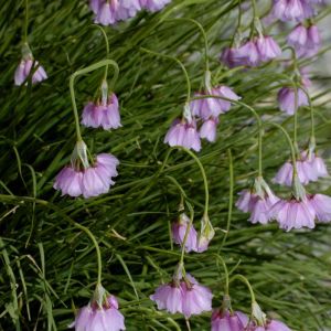 Allium narcissiflorum – Allium pedemontanum of gardens – Onion get a quote