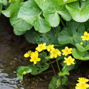 Caltha palustris var. palustris – Caltha laeta – Caltha polypetala of gardens – Giant Marsh Marigold – Kingcup – Marsh Marigold – get a quote