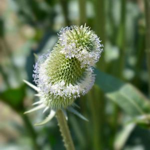 Dipsacus sativus – Dipsacus fullonum subsp. sativus – Fuller’s Teasel – Teasel – get a quote