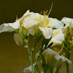 Hemerocallis ‘Gentle Sheperd’ – Daylily ‘Gentle Sheperd’ get a quote