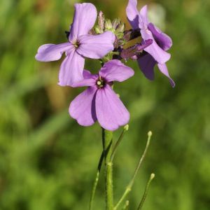 Hesperis matronalis – Dame’s Violet – Sweet Rocket – Wild Phlox – Dame’s Rocket – get a quote