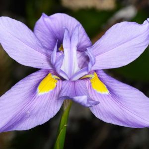 Moraea polystachya – Fort Night Lily – get a quote