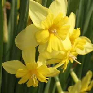 Narcissus ‘Tripartite’ – Daffodil ‘Tripartite’ – Bulbs get a quote