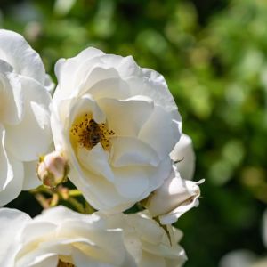 Rosa ‘Climbing Iceberg’ – Rose ‘Climbing Iceberg’ get a quote