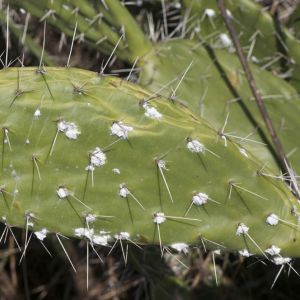 Cochineal scales – Dactylopious spp. get a quote