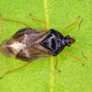 Minute Pirate Bugs – Anthocoridae get a quote