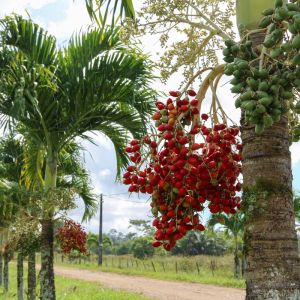 Adonidia merrillii – Veitchia merrillii – Christmas palm – Manila palm get a quote