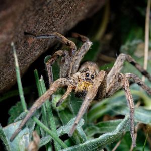 Wolf Spiders – Lycosidae get a quote