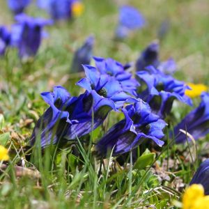 Gentiana acaulis – Gentiana excisa – Gentiana kochiana – Trumpet Gentian – Stemless Gentian – Gentian – get a quote