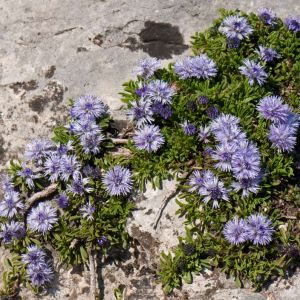 Globularia repens – Globularia nana – Globe Daisy – get a quote