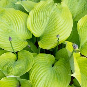Hosta ‘Sum and Subtance’ – Plantain Lily ‘Sum and Subtance’ get a quote