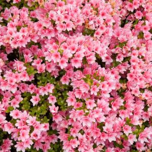 Rhododendron ‘Kirin’ – Rhododendron ‘Coral Bells’ – Azaleas – get a quote