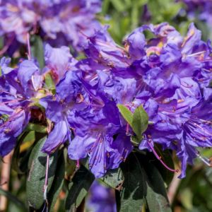 Rhododendron impeditum – Azaleas – get a quote