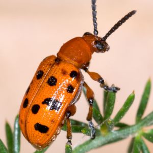 Spotted Asparagus Beetle – Crioceris duodecimpunctata get a quote