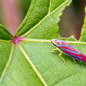 Candystripe Leafhopper – Graphocepahla coccinea get a quote