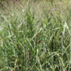 Panicum virgatum – Switch Grass – Panic Grass – Crab Grass – get a quote